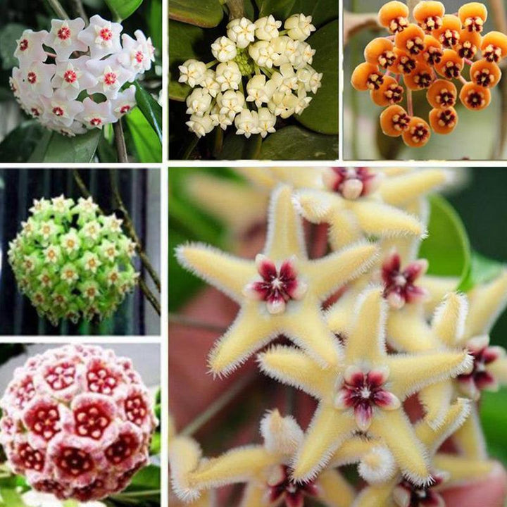 Mix Hoya Carnosa Ball Orchid Flower Seeds for Planting 100 pcs