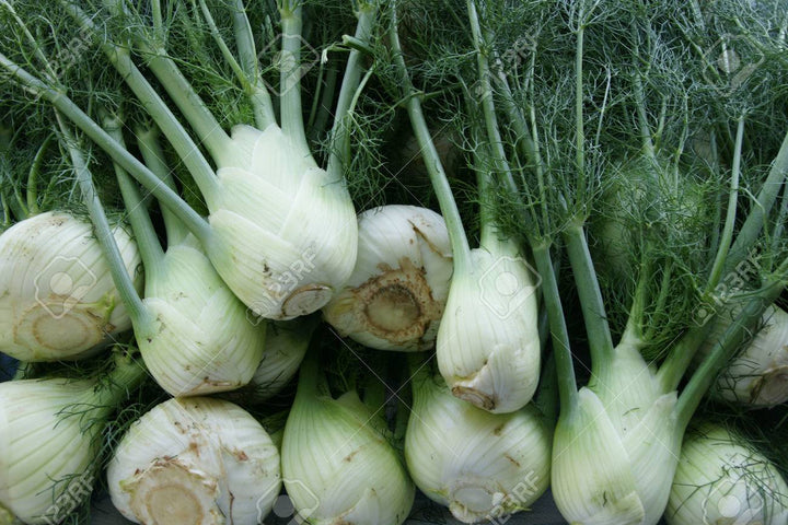 Florence Fennel Seeds for Planting – Heirloom & Non-GMO Bulbing Herb for Culinary & Medicinal Gardens