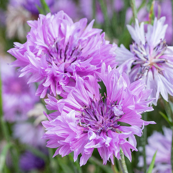 Lilla Centaurea blomsterfrø til udplantning, 100 stk