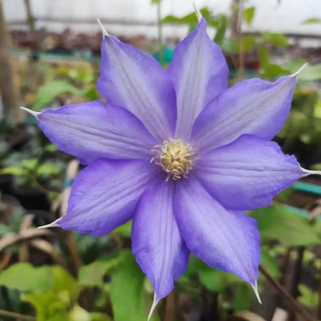 clematis clematis flower seeds