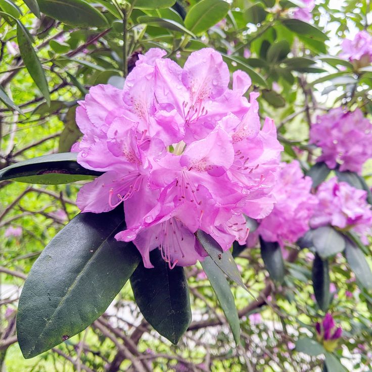 rhododendron rhododendron flower seeds