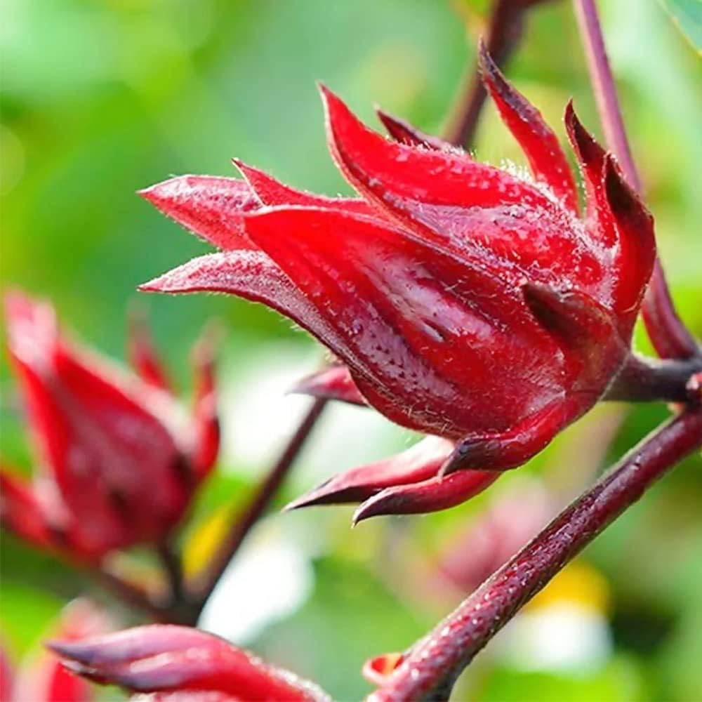 hibiscus roselle flower seeds