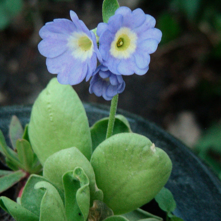 Blue Primula Auricula Seeds for Planting – Organic, Heirloom, Non-GMO Flower Seeds