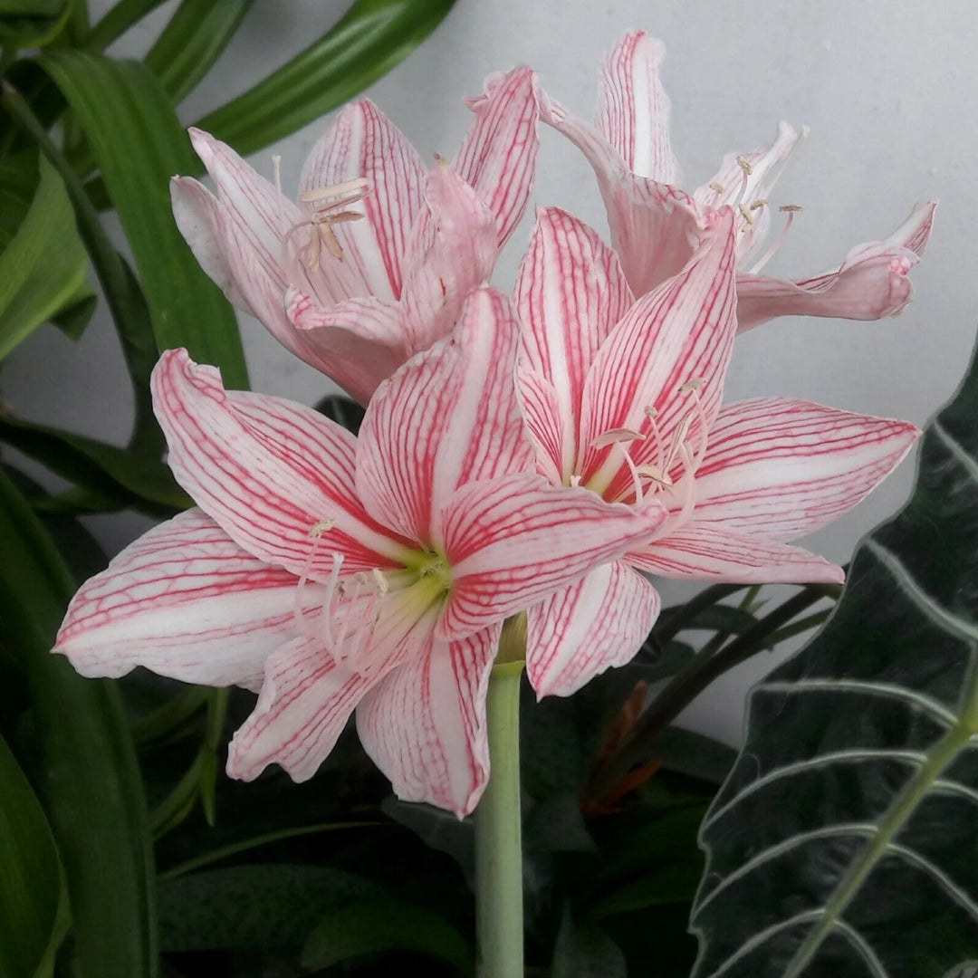 White Pink Hippeastrum Rutilum Flower Seeds for Planting, 100 pcs