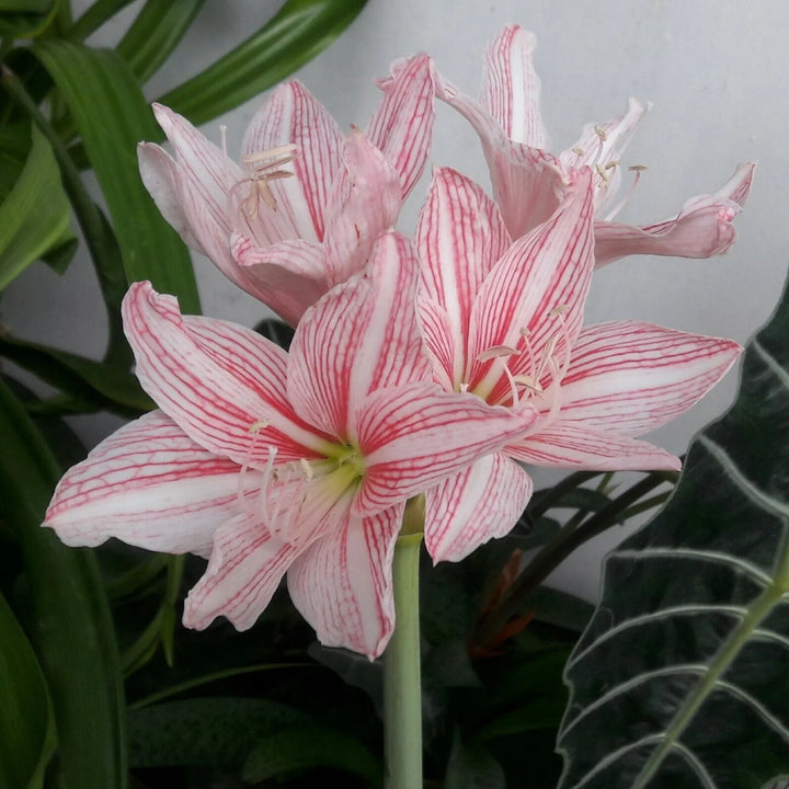 Hvid Pink Hippeastrum Rutilum Blomsterfrø til udplantning, 100 stk