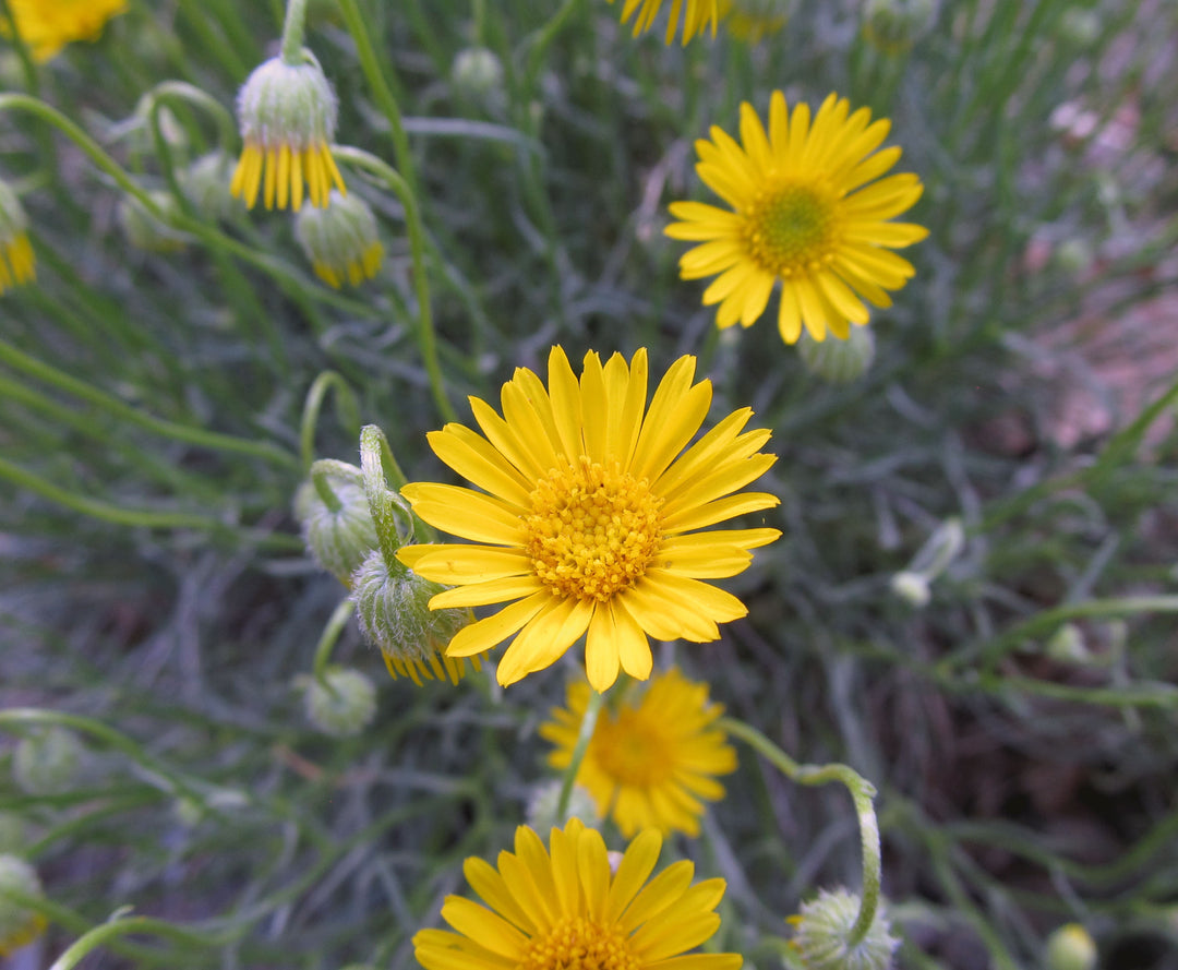 Yellow Erigeron Flower Seeds for Planting - 100 pcs