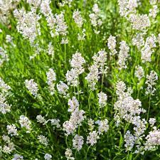 White Provence Lavender Seeds for Planting - 100 pcs