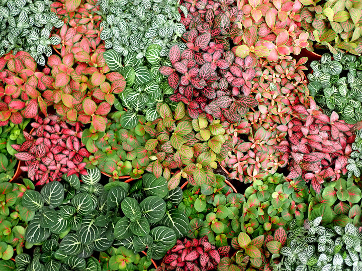 Heirloom Non-GMO Mix Fittonia Nerve Plant Seeds for Colorful Indoor Foliage and Decorative Planting