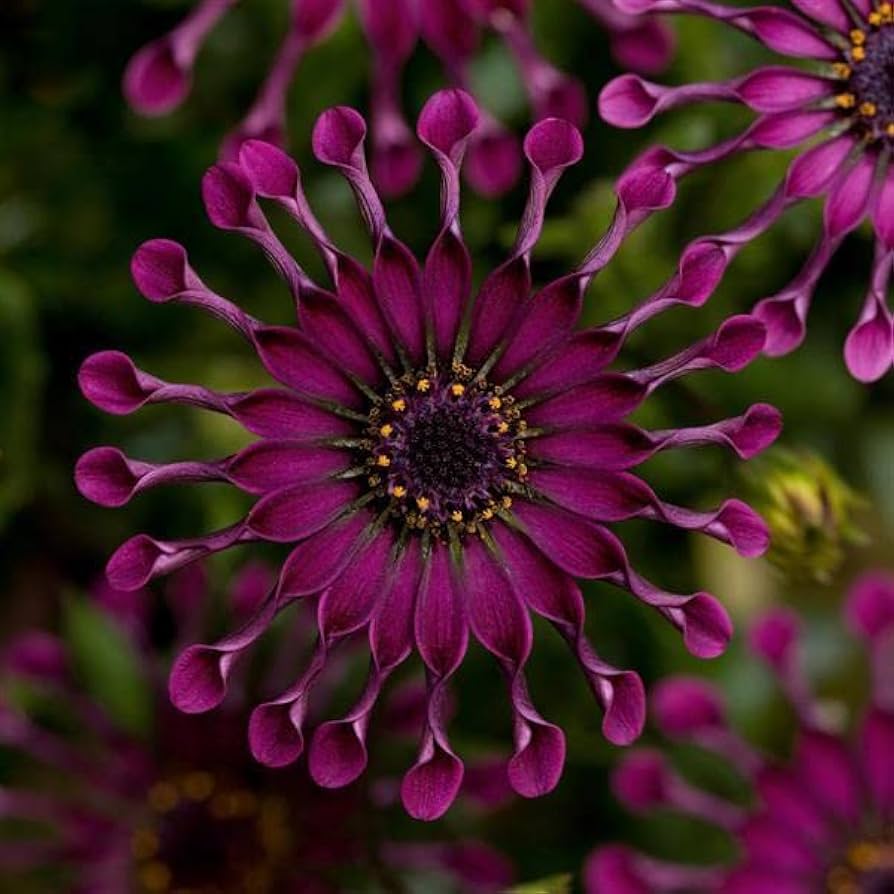 Chrysanthemum Power Spider Seeds – Organic, Heirloom, Non-GMO Garden Seeds