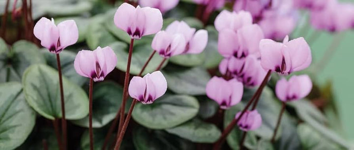 Lavender Cyclamen Flower Seeds for Planting - 100 pcs