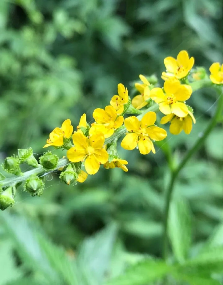 Agrimony blomsterfrø til plantning, arvestykke, ikke-GMO, 100 stk.