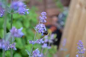 Violet Catmint Blomsterfrø til udplantning - 100 stk