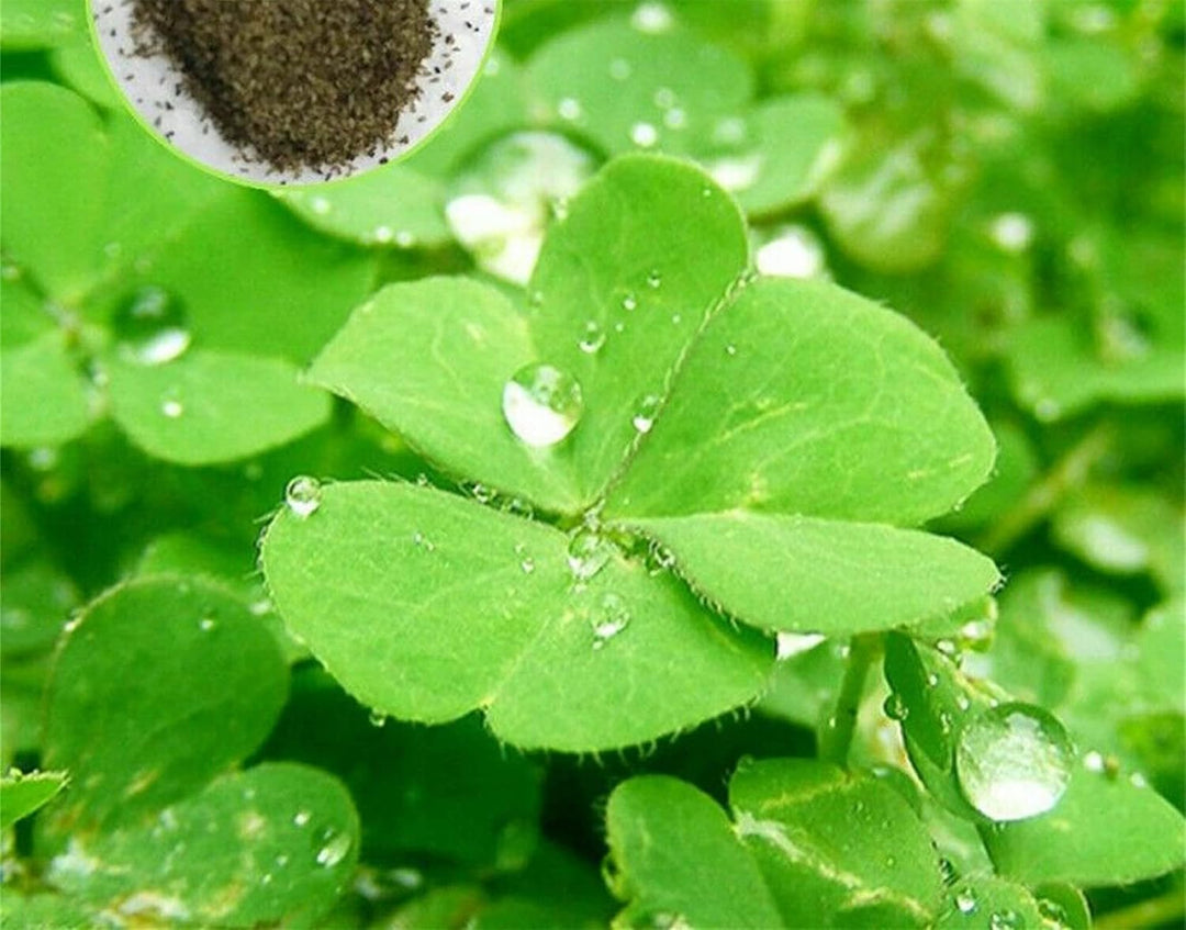 Light Green Clover Plant Seeds for Planting - 100 pcs