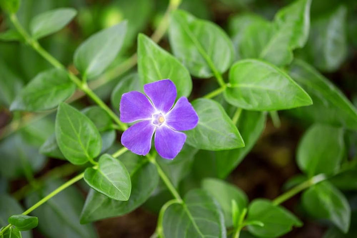 Purple Vinca Flower Seeds for Planting, 100 pcs