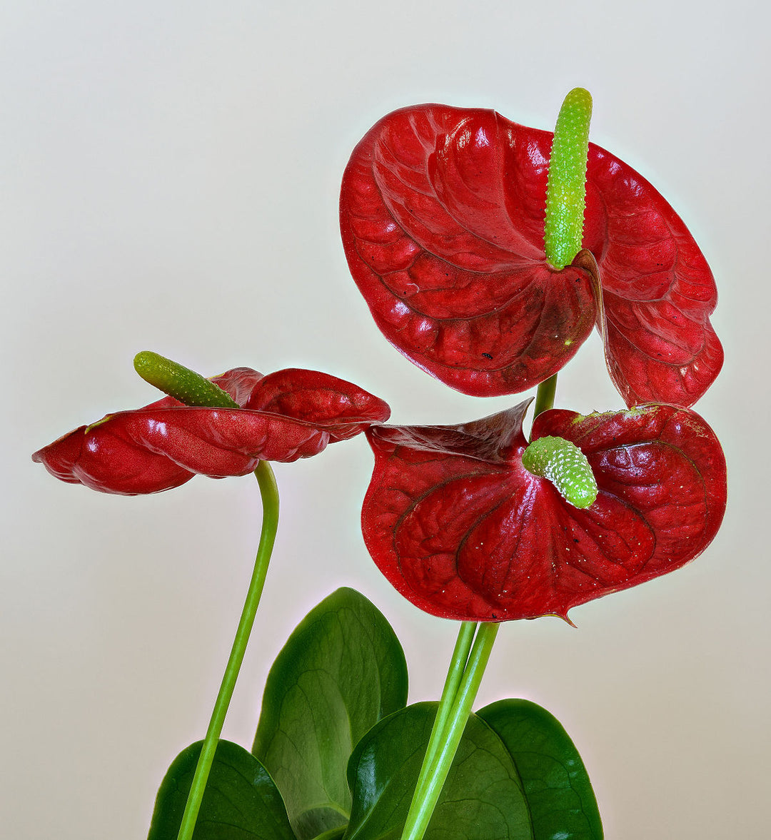 Anthurium Blomsterfrø til Haveplantning - 100 stk