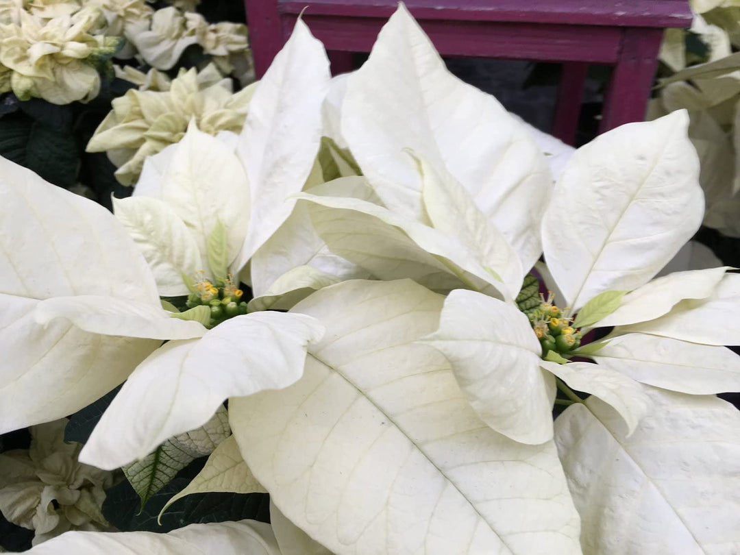 White Poinsettia Flower Seeds for Planting - 100 pcs