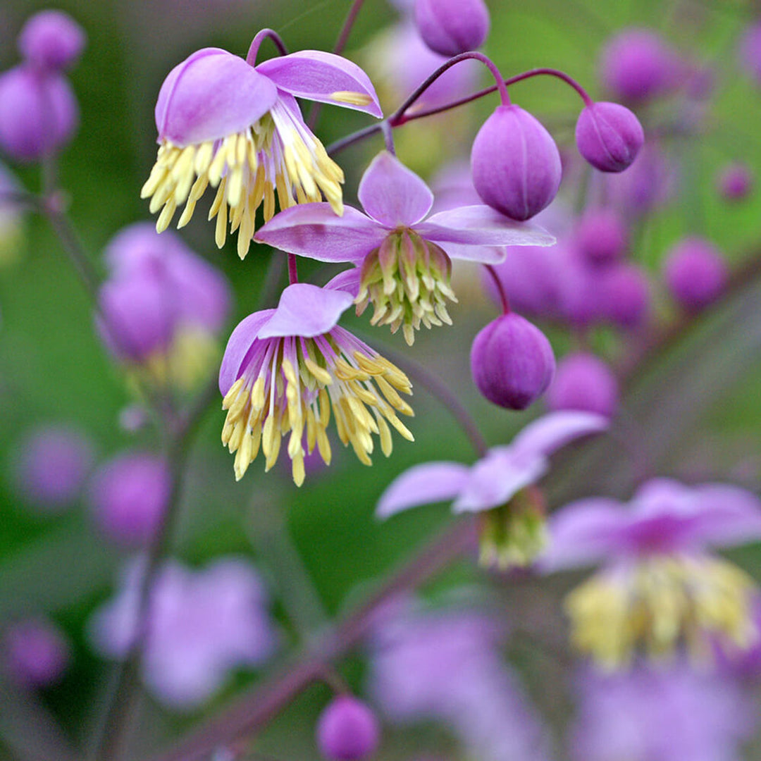Thalictrum Flower Seeds – Heirloom, Non-GMO Seeds for Planting Delicate Airy Blooms
