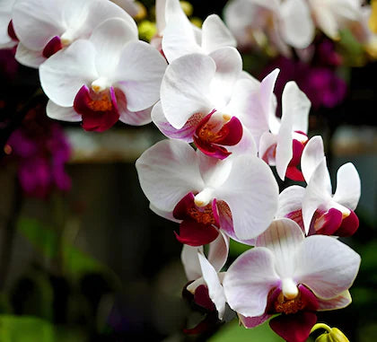 Phalaenopsis Orchid Flower Seeds White Red for Planting 100 pcs