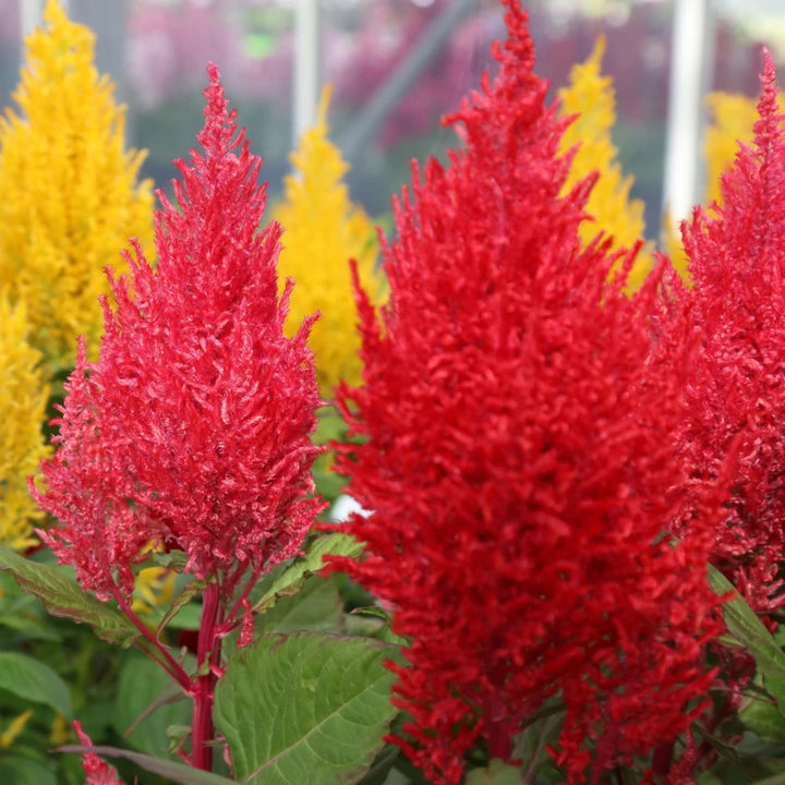 Blandede Celosia Argentea blomsterfrø til plantning - 100 stk