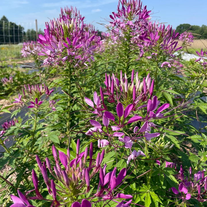 Lilla Cleome frø til udplantning - 100 stk