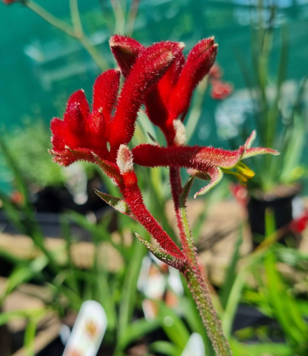 Anigozanthos blomsterfrø til udplantning, 100 stk