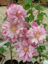 Light Pink Clematis Flower Seeds for Planting - 100 pcs