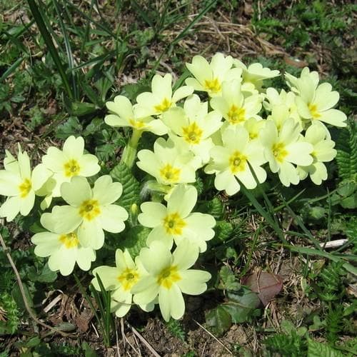 Heirloom Non-GMO Light Yellow Primula Malacoides Flower Seeds for Planting – Organic Garden Seeds, High Germination