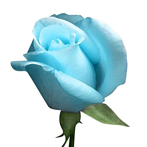 Sky Blue Rose Flower Seeds for Planting – Heirloom, Non-GMO Seeds for Garden Blooms