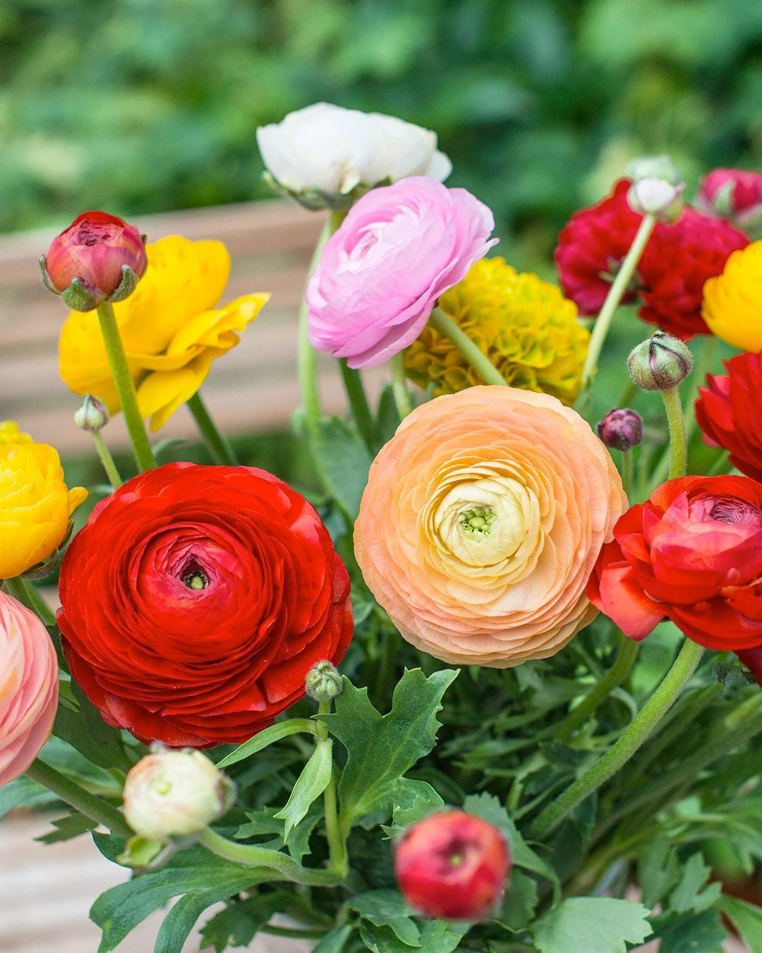 Ranunculus Blandede blomsterfrø til udplantning - 100 stk