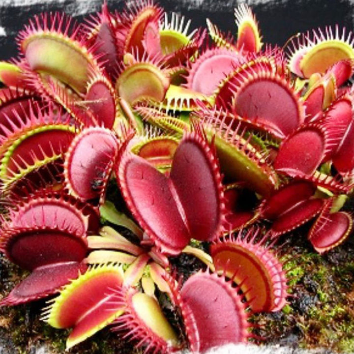 Heirloom Non-GMO Scarlet Sarracenia Carnivorous Plant Seeds for Planting – Unique Insect-Trapping Garden Plants