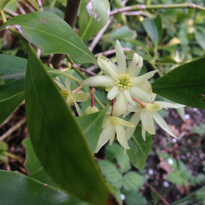 planting star anise seeds Heirloom Non-GMO Illicium Verum Plant Seeds – Star Anise Spice Seeds f – Neeraseeds