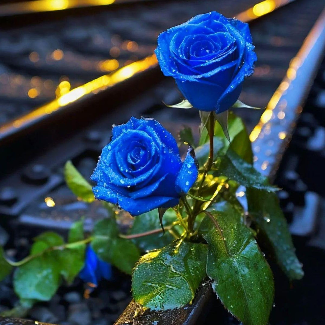 Thai Blue Rose Flower Seeds for Planting - 100 pcs