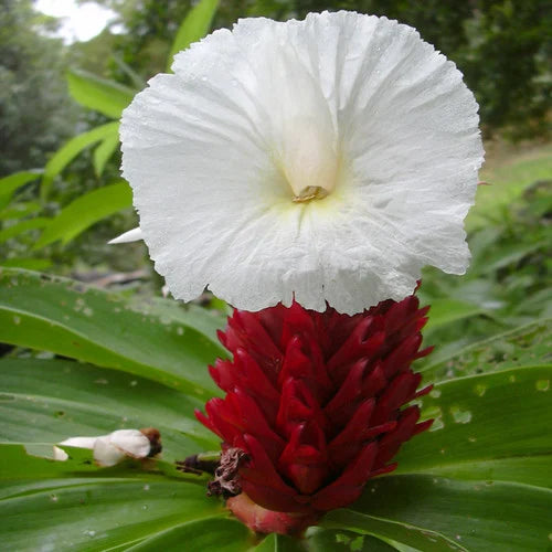 Costus Speciosus Flower Seeds – Heirloom Non-GMO Spiral Ginger, Tropical Garden Blooms, High Germination Seeds