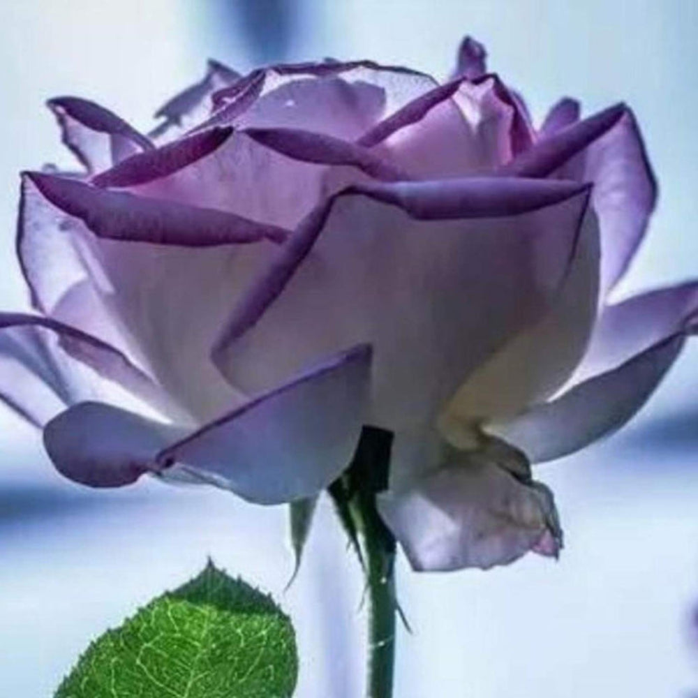 violet rose flower seeds
