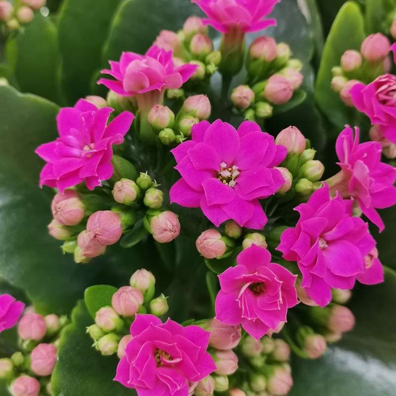Kalanchoe Purple Flower Seeds – Organic, Heirloom, Non-GMO, High Germination for Planting