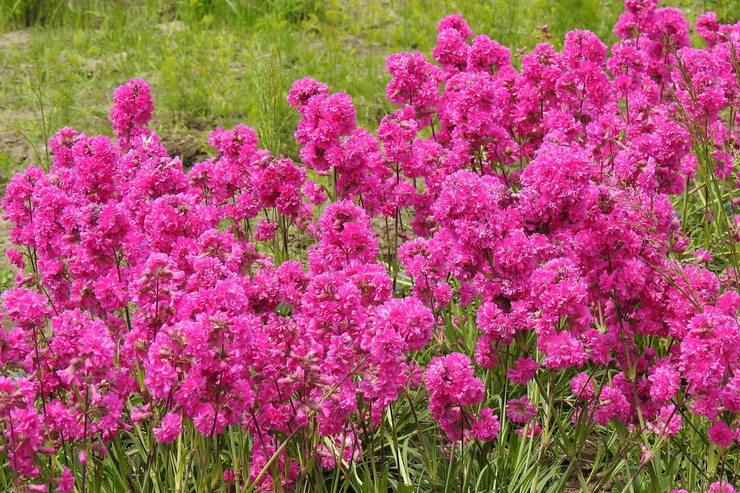 Violet Lychnis blomsterfrø til plantning - 100 stk