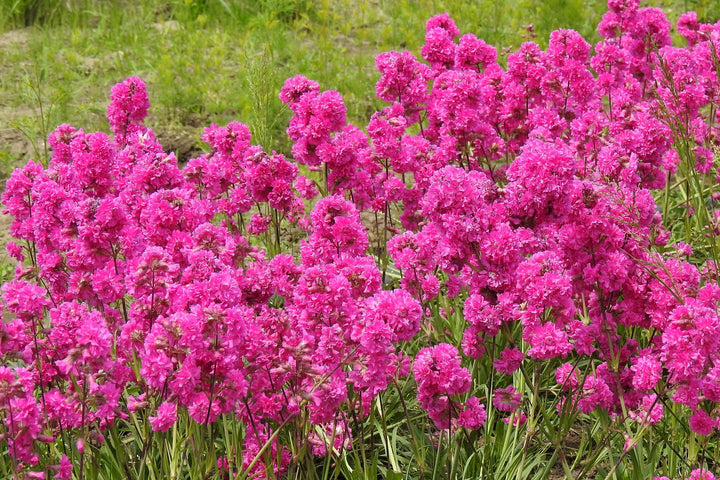 Violet Lychnis Flower Seeds for Planting - 100 pcs