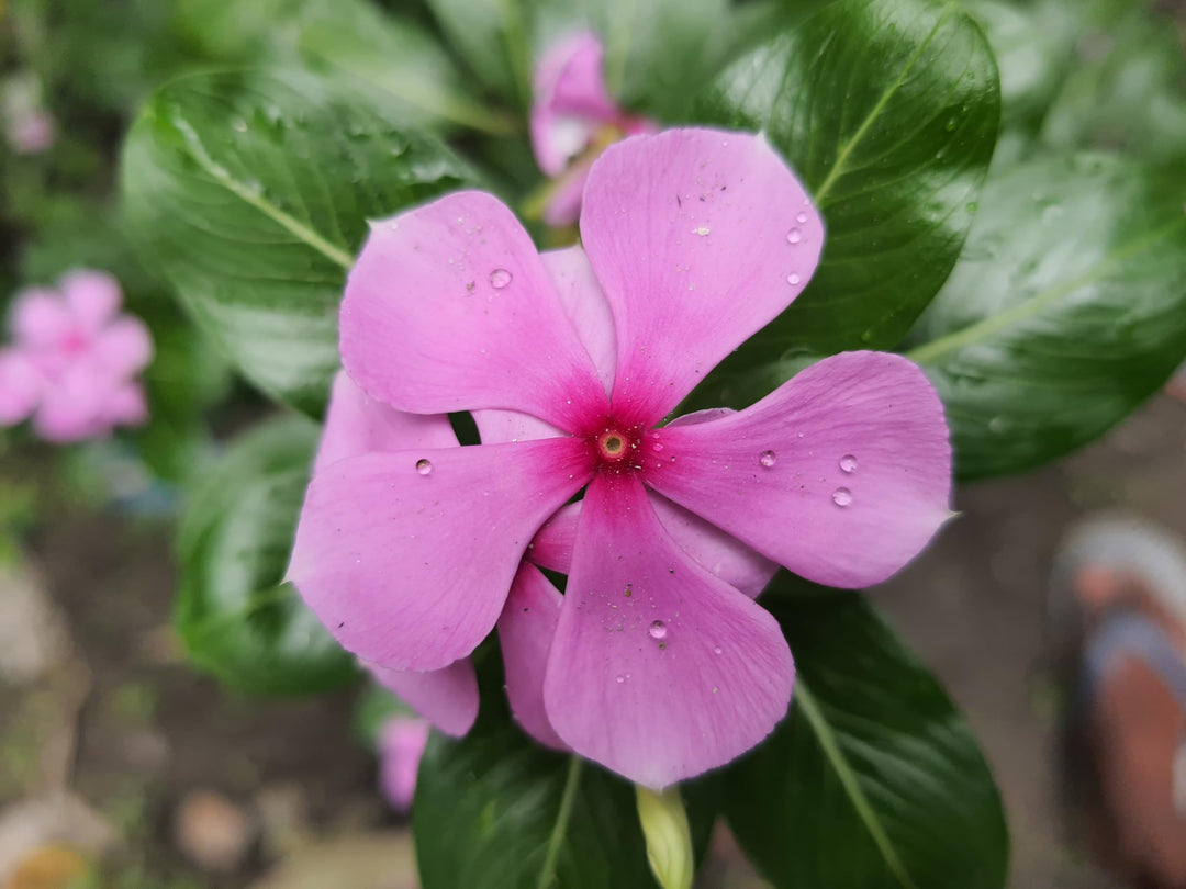 Organic Catharanthus Flower Seeds for Planting – Heirloom, Non-GMO