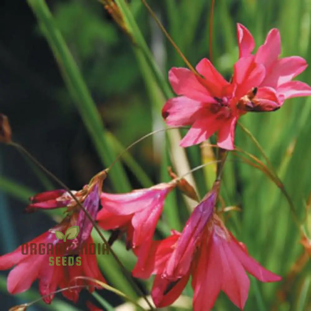 Pulcherrimum Blomsterfrø til udplantning 100 stk