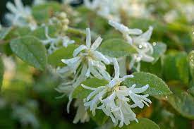 White Loropetalum Flower Seeds for Planting - 100 pcs