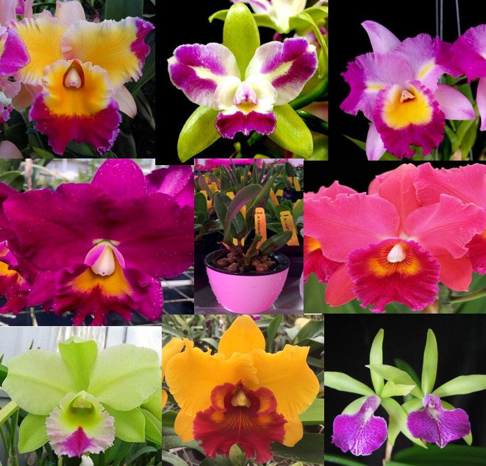 Blandede Cattleya blomsterfrø til udplantning, 100 stk