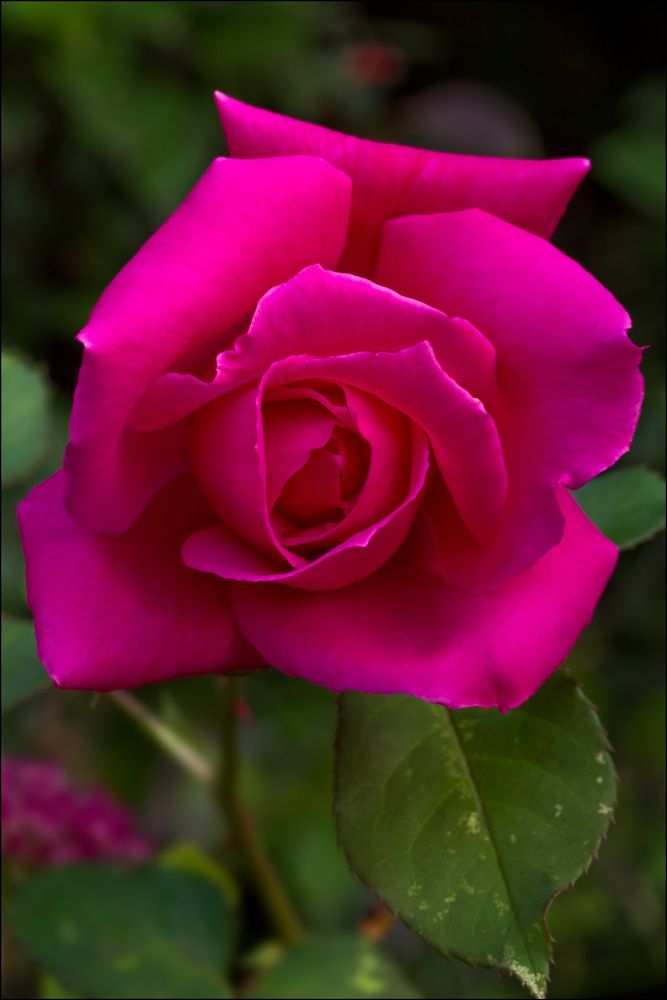 Romantic Dark Pink Rose Heirloom Non-GMO Seeds for Planting