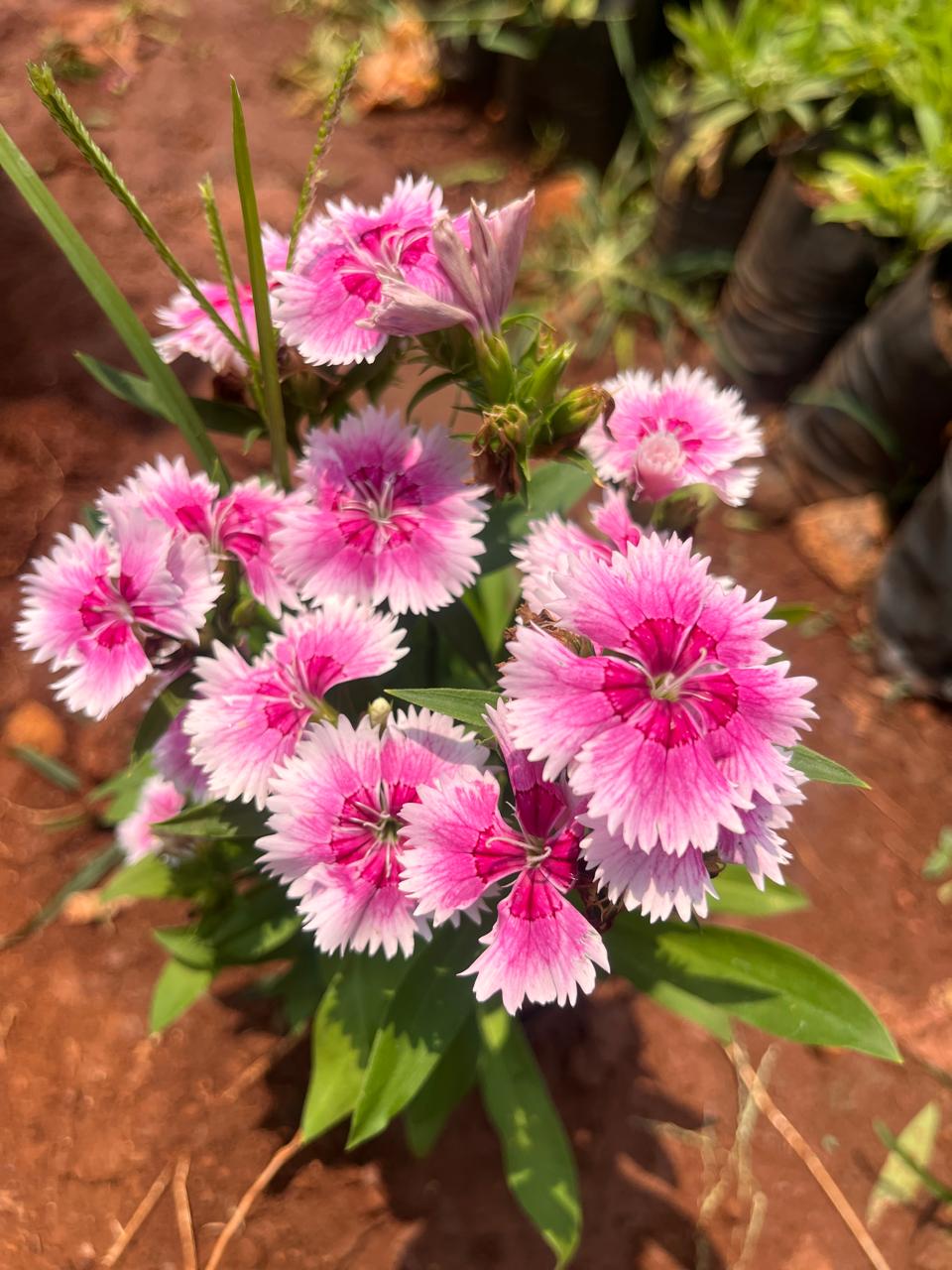 Heirloom Non-GMO Dianthus Flower Seeds for Charming Garden Borders and Fragrant Planting
