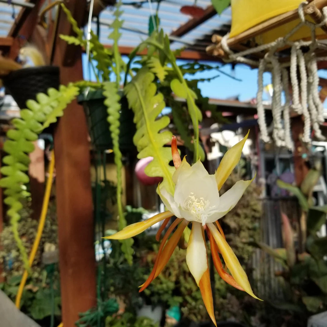 Heirloom Non-GMO Epiphyllum Anguligar Flower Seeds – Exotic Cactus Blooms for Garden Planting