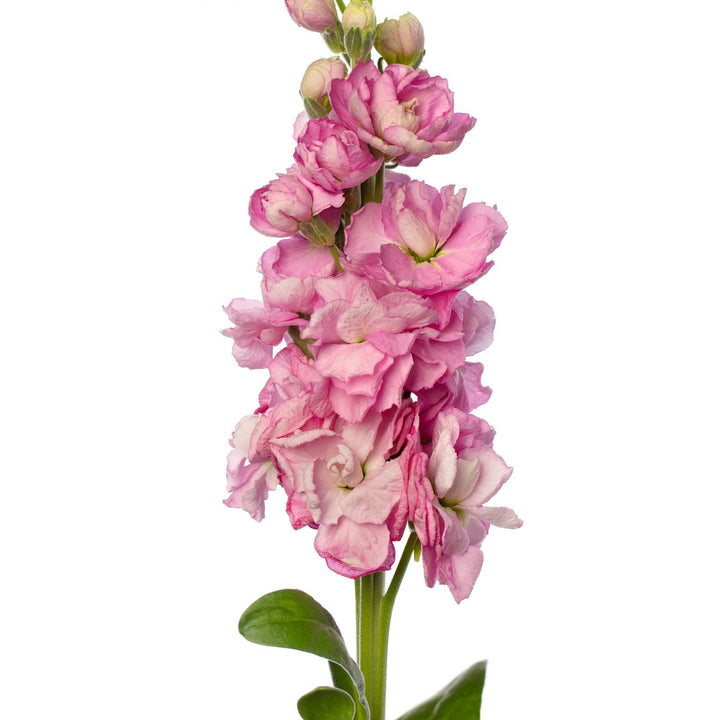 Lyserød Matthiola Blomsterfrø til udplantning, 100 stk