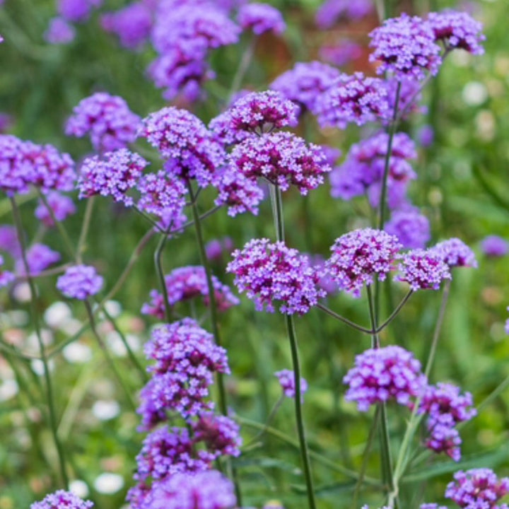 Verbena Flower Seeds for Planting - 100 pcs