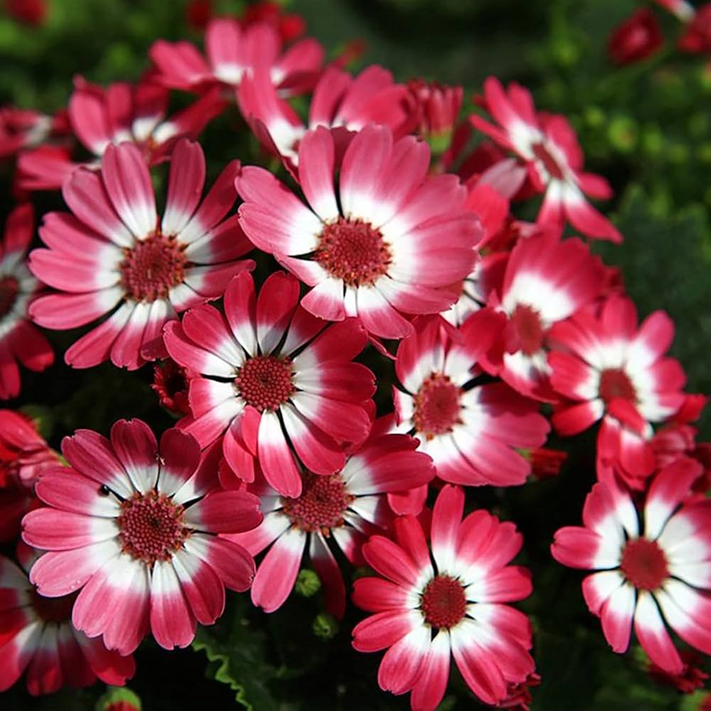Heirloom Red Cineraria Flower Seeds for Planting, Non-GMO