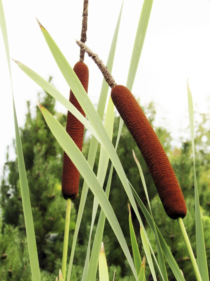 Cattails Seeds for Planting – Organic, Heirloom, Non-GMO Aquatic Flower Seeds