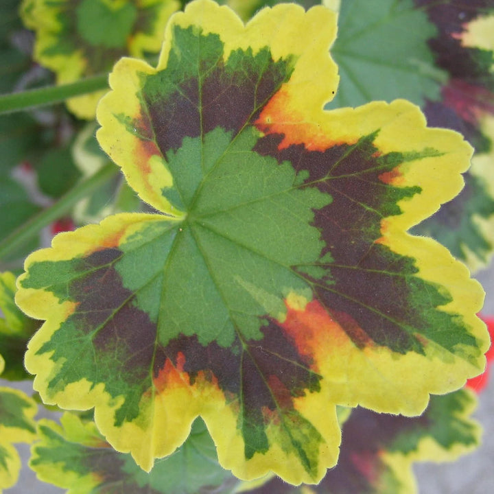 Heirloom Non-GMO Mixed Variegated Geranium Flower Seeds – High Germination Organic Garden Seeds for Planting Unique Blooms