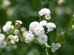 Gypsophila Paniculata Blomsterfrø til udplantning, 100 stk